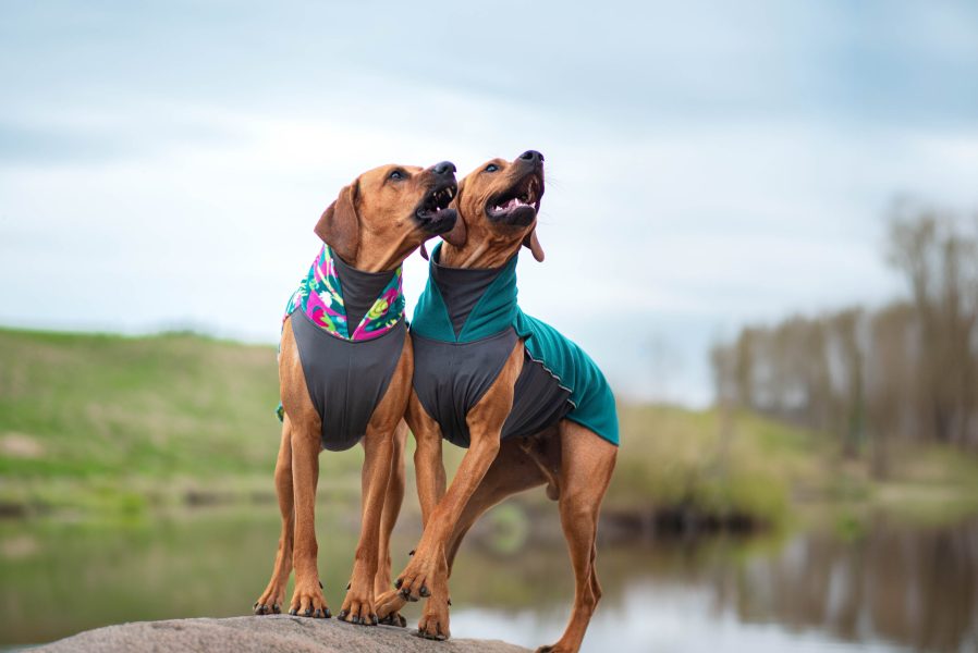 Jumppa_Trail_Forest13-scaled