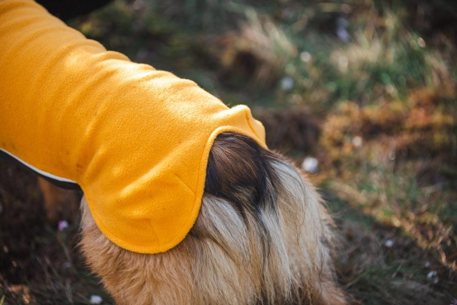 jumppa-curry-1_grande