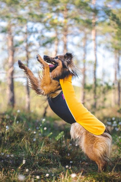 jumppa-pomppa-curry1_grande