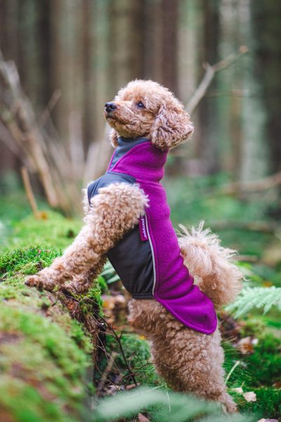 jumppapomppa-plommon